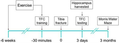 Exercise Prevents Enhanced Postoperative Neuroinflammation and Cognitive Decline and Rectifies the Gut Microbiome in a Rat Model of Metabolic Syndrome